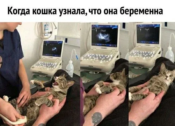 Кошка в шоке #1