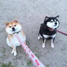 Pixie & Brutus - Leash #1