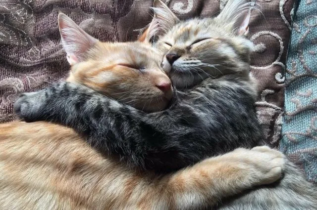 Pixie & Brutus - Snuggle (2024.03.13) #1