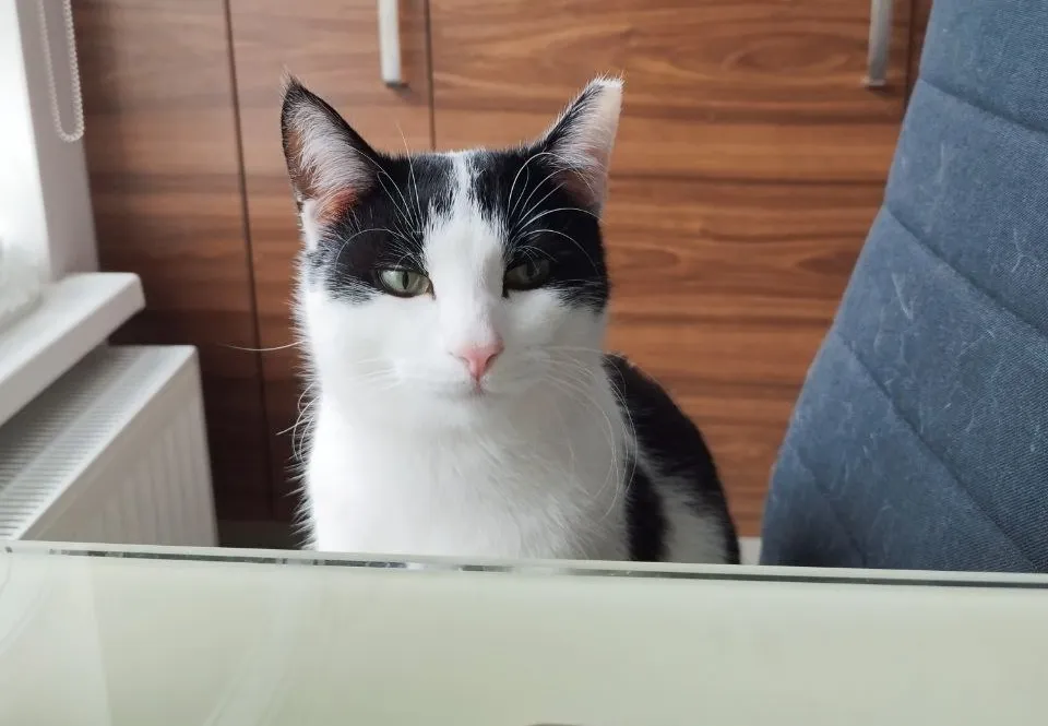 Утренний кот #2