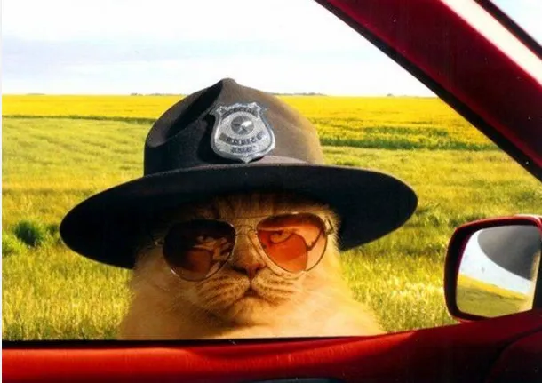 Pixie & Brutus - Sheriff (2020.07.26) #2