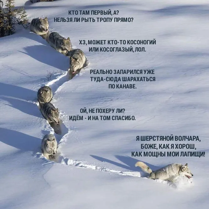 Wolf facts (2024.04.25) #2