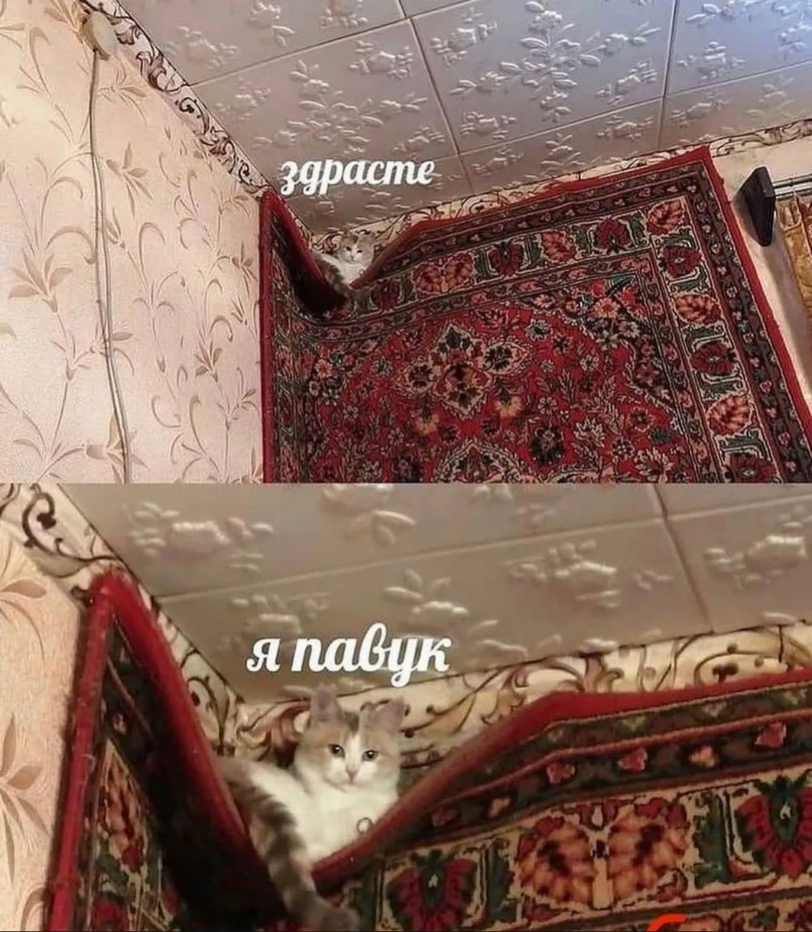 Паук #1