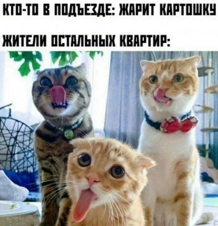 Картошка #1