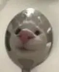 Когда сам не поверил в свою милоту🥰😉👍🐾 #2