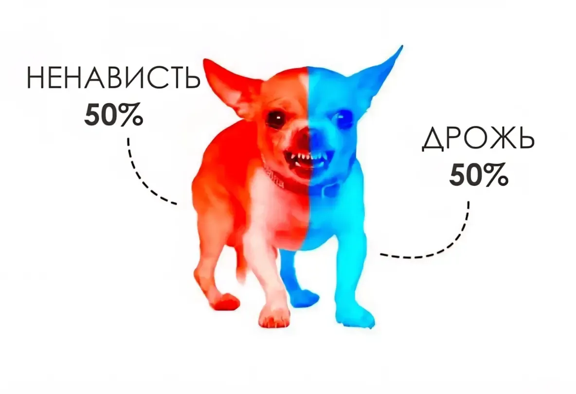 Типичный чихуахуа #1