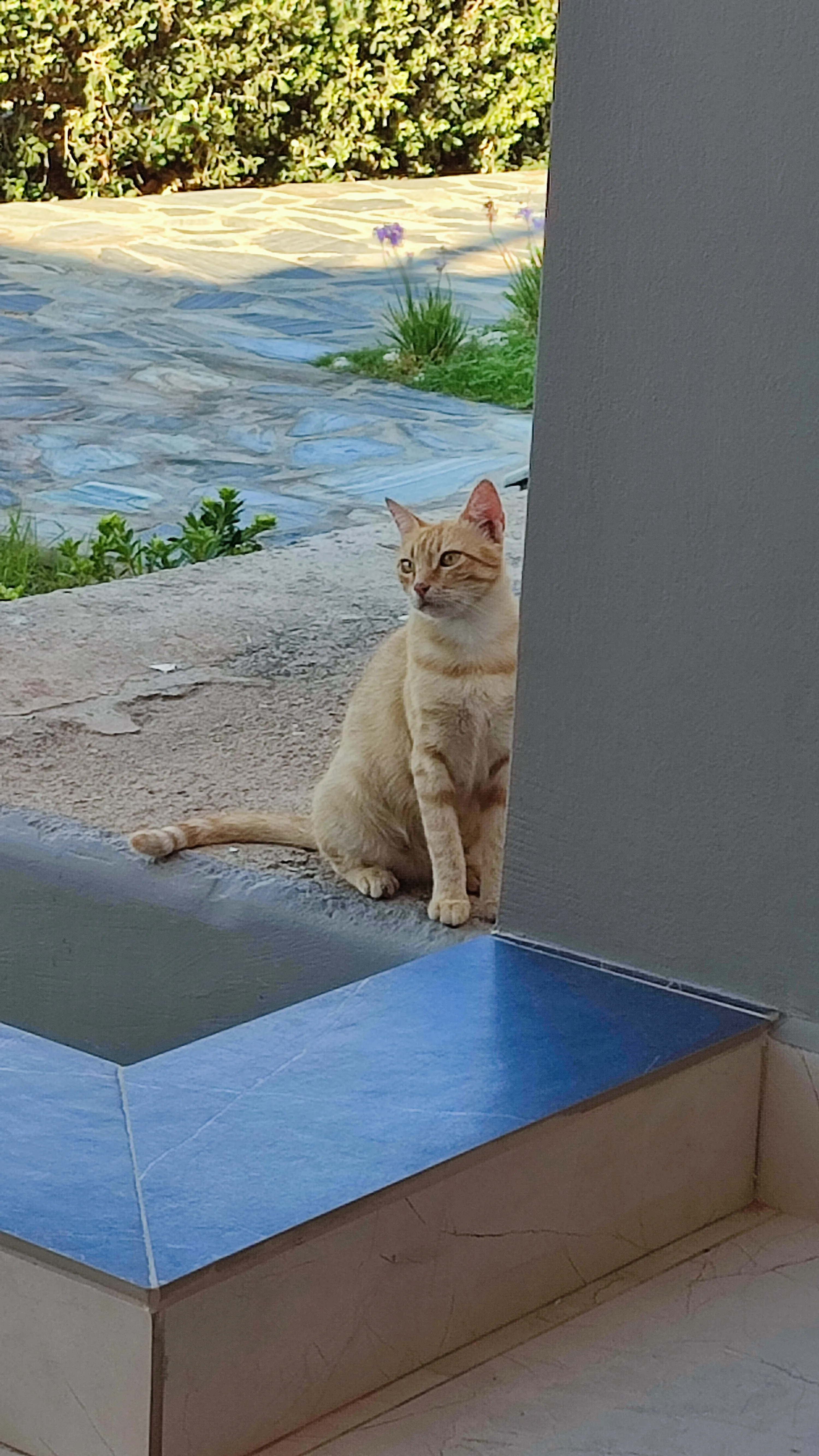 Греческий кот #2