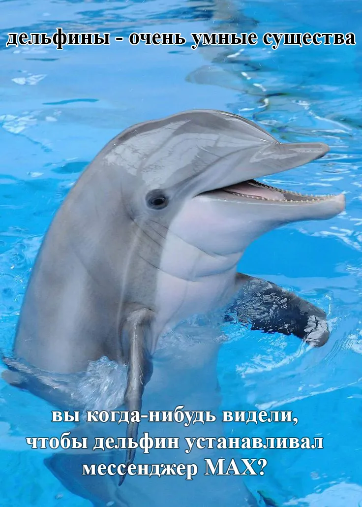 Умные животные #1
