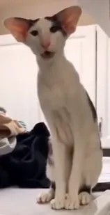 Мяу - мяу рознь! 🐾 #2