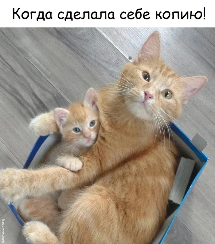 Ксерокопия #1