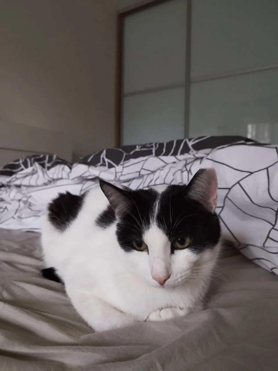 Любите ли вы кошек? 🐱 #2