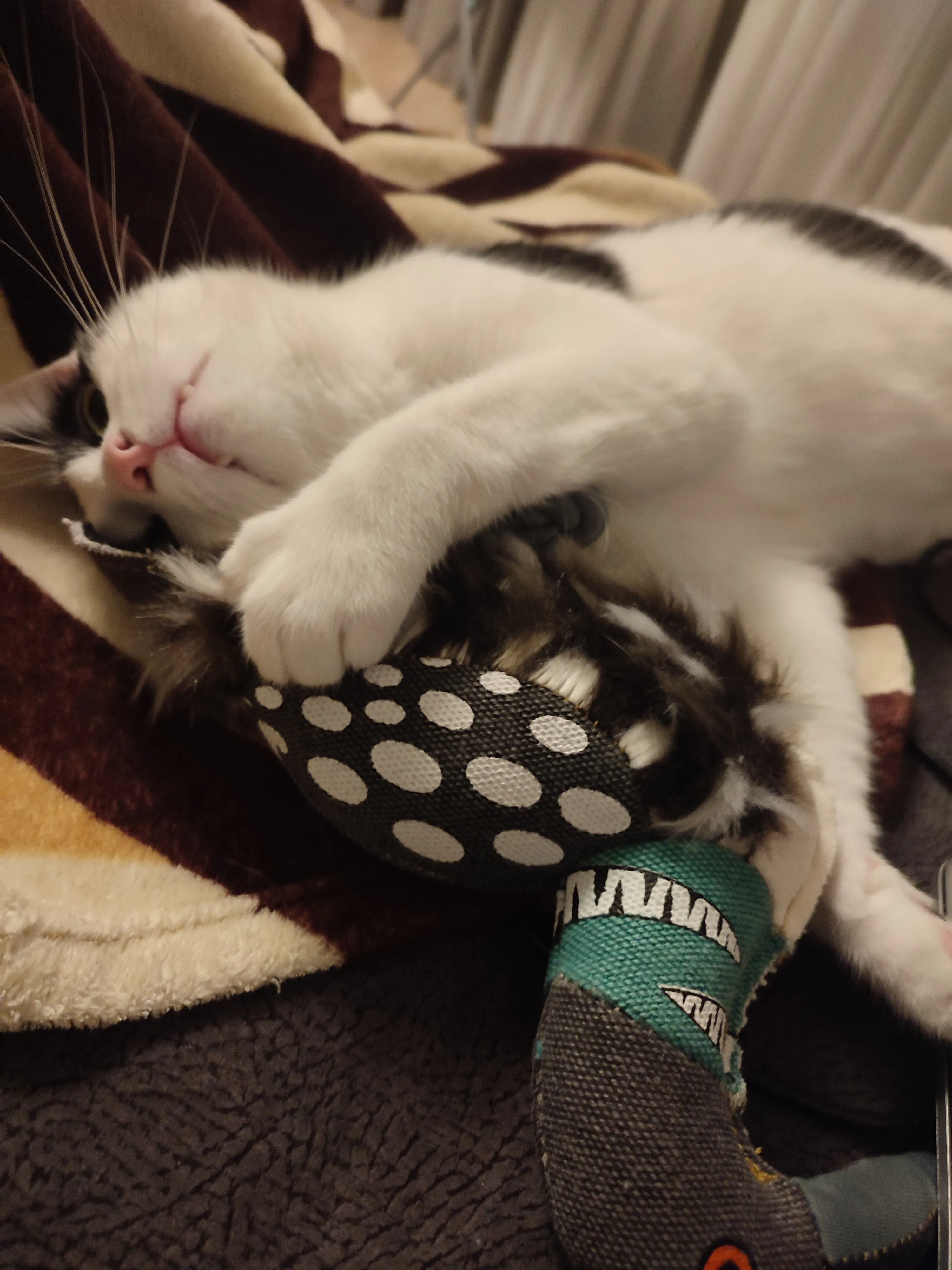 Игрушка коту #1