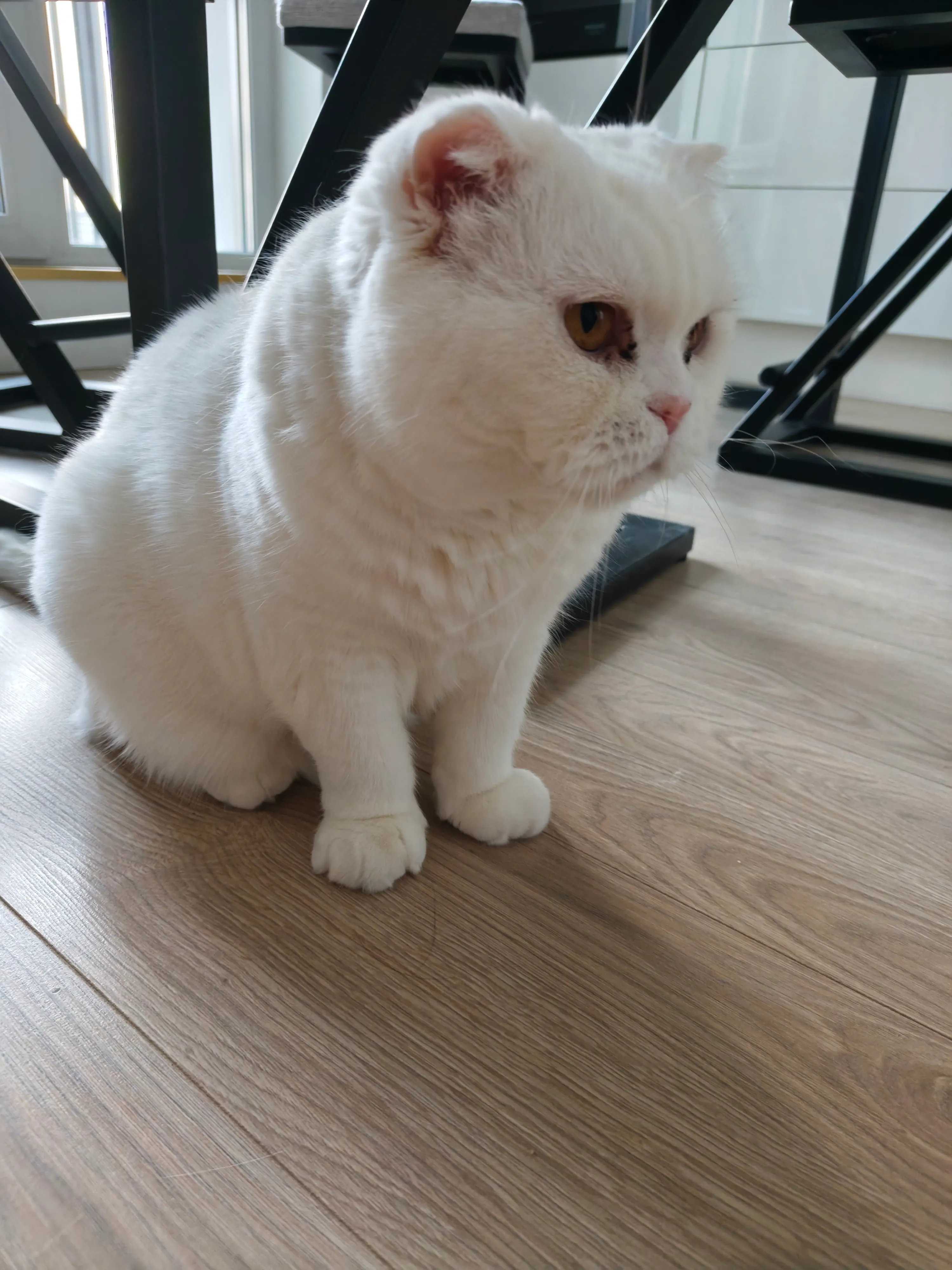 Чужие коты #2