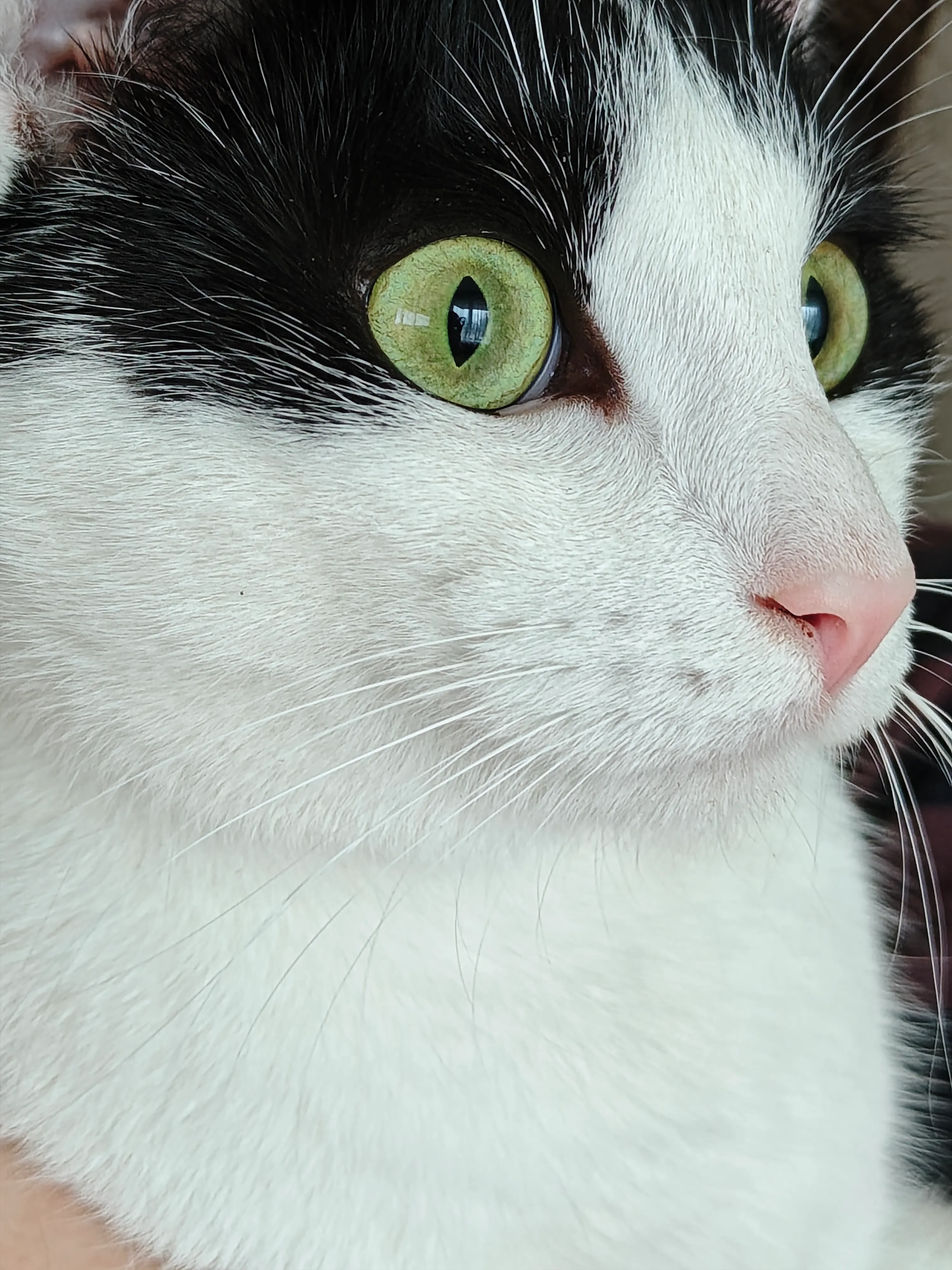 Бруно. Фото на котопаспорт. #1