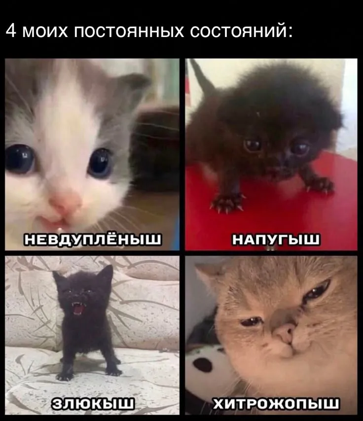 Новая порция мемчиков, для вас☺️ #4