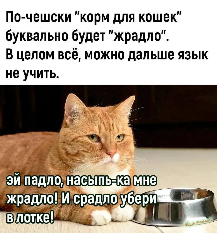 Трудности перевода: когда чешский идеально подошел к кошачьему характеру😸