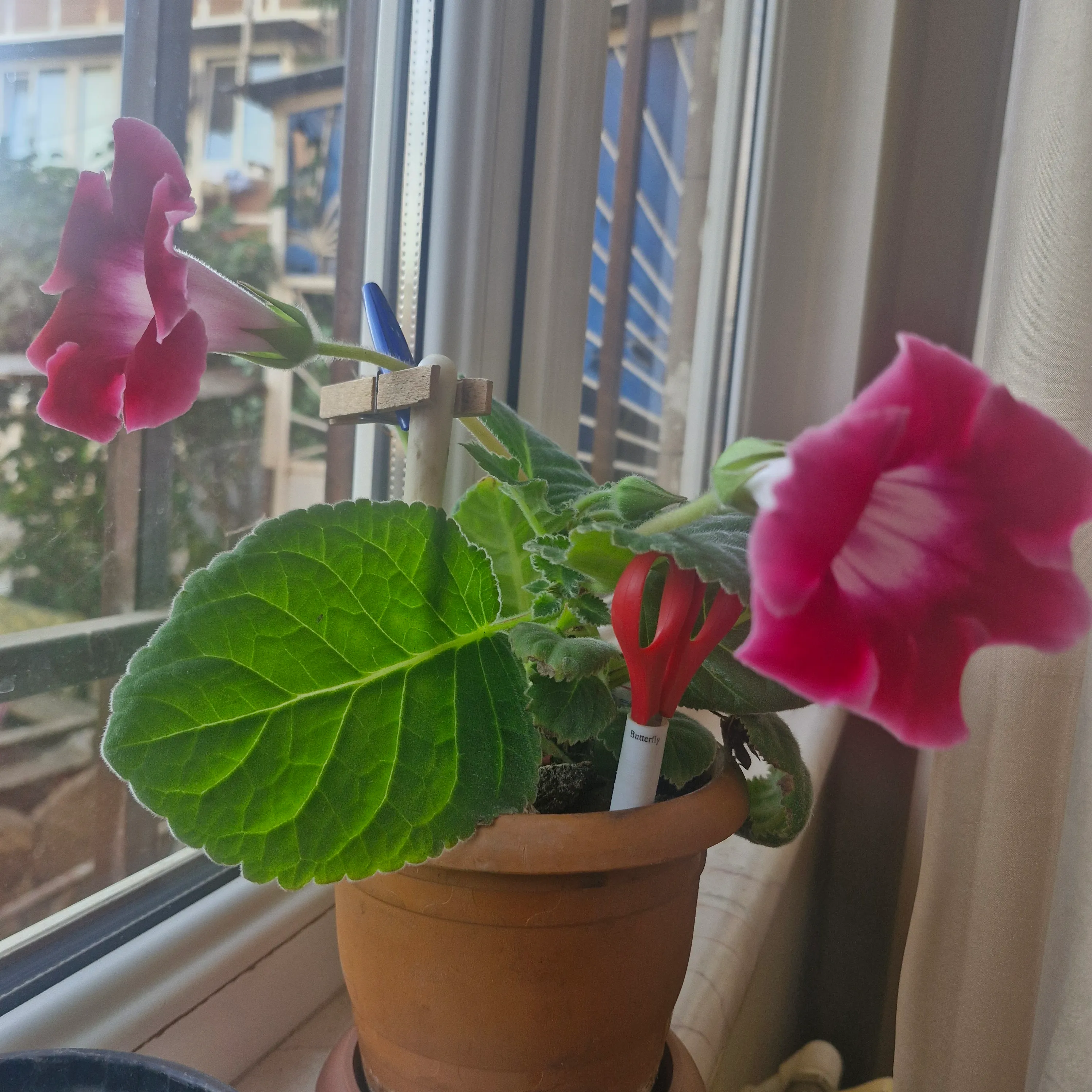  🌸 #2