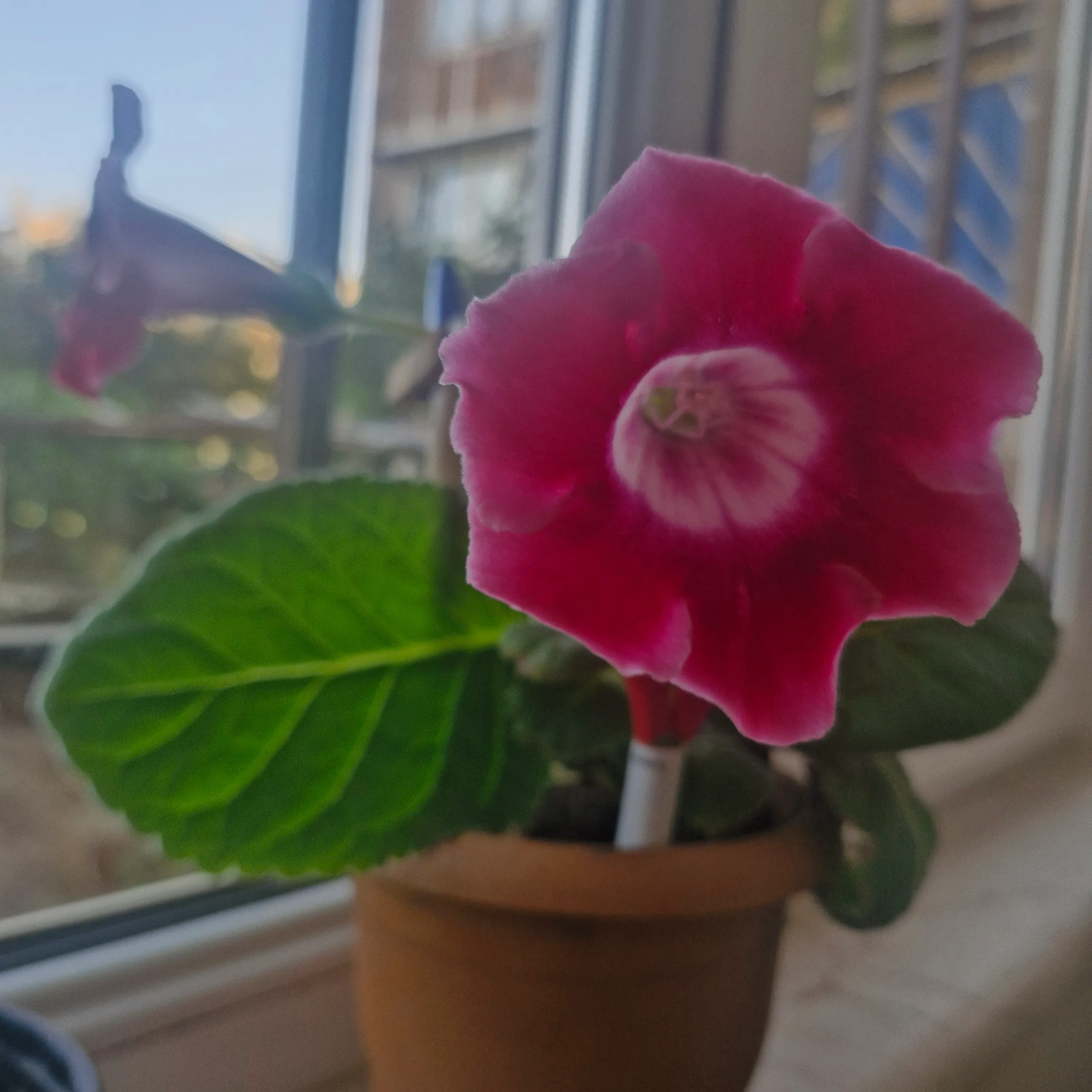 🌸 #3