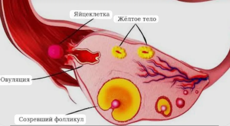 После овуляции в яичнике может появиться «киста», которая на самом деле является частью нормального менструального цикла? 👀 #2