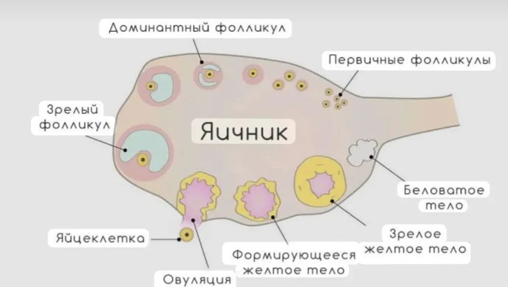 Жёлтое тело: маленькая структура, которая ждёт чуда 💛 #1