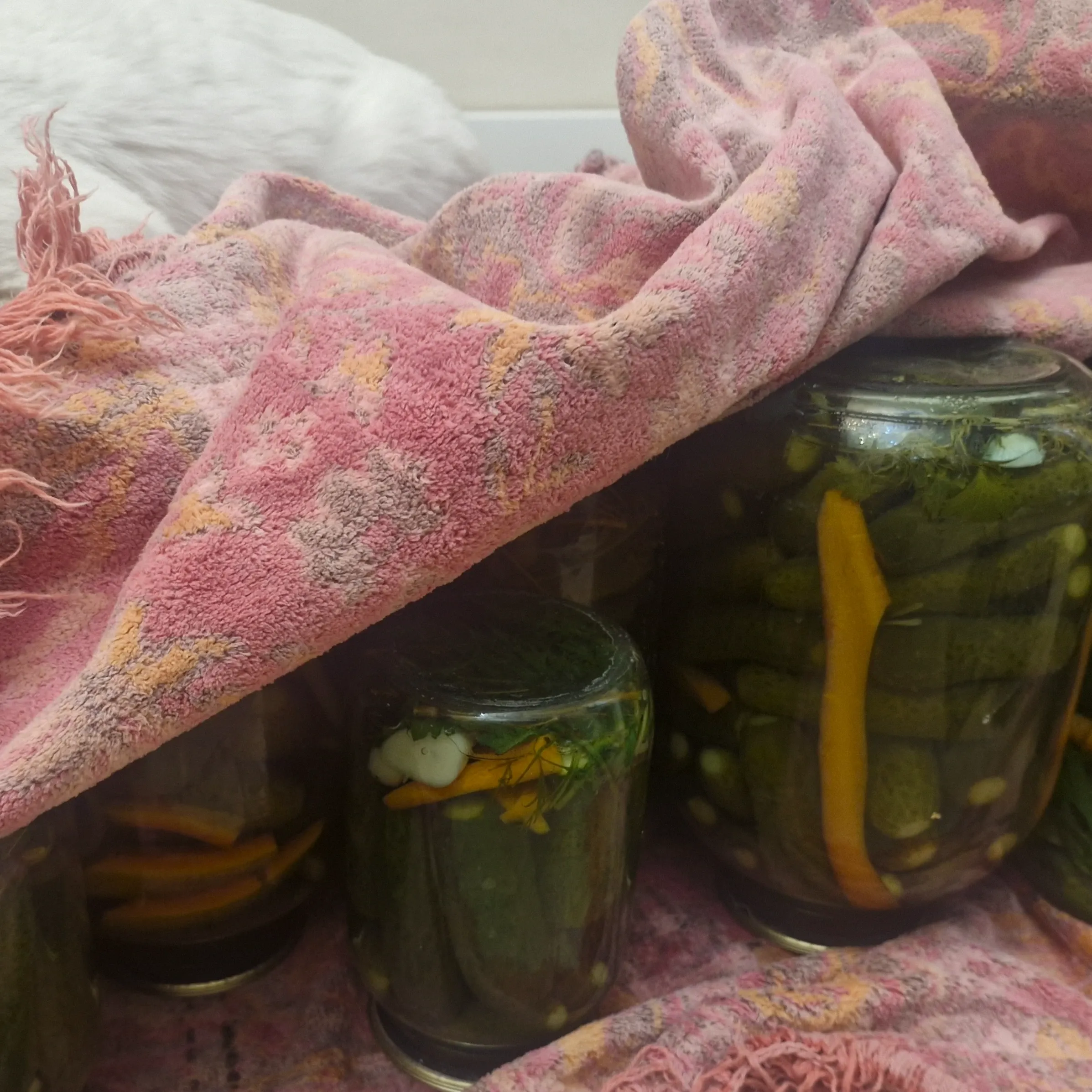 Сегодня мы закатали целую кучу маринованных огурцов! 🥒😄 #1