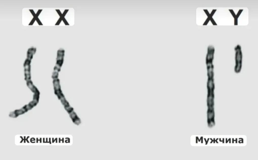 Знали ли вы, что женщина совершенно не виновата в том, какого пола родится ребёнок? #1