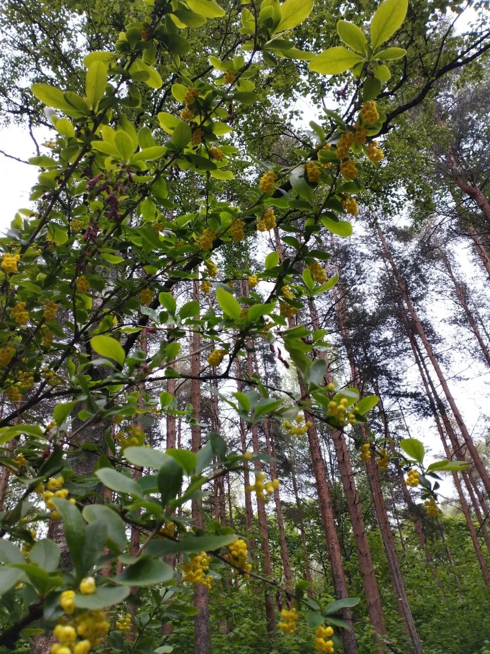 Прогулки в парке Сосновка #13