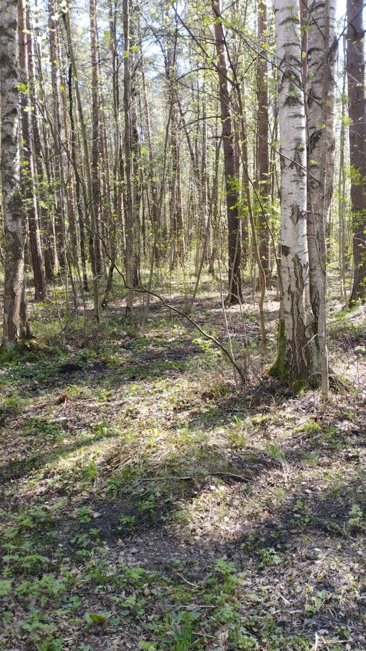 Фото было сделано ещё в начала июня, травка ещё не успела хорошенько расползтись по земле.
