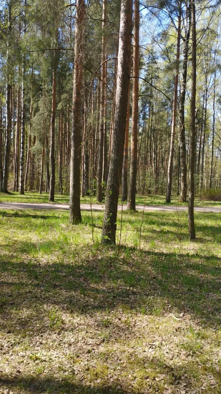 Прогулки в парке Сосновка #10