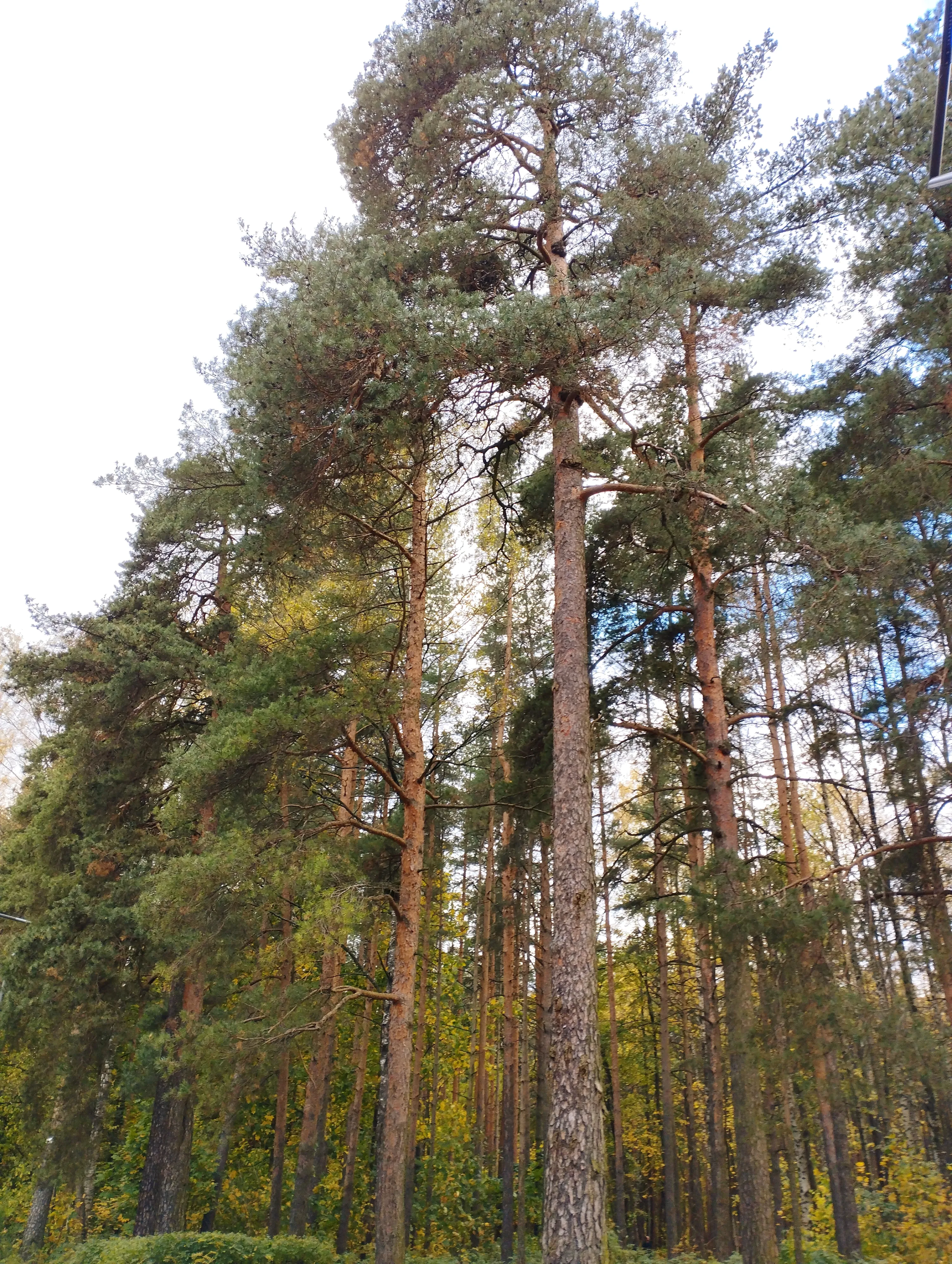 Наши любимые сосенки