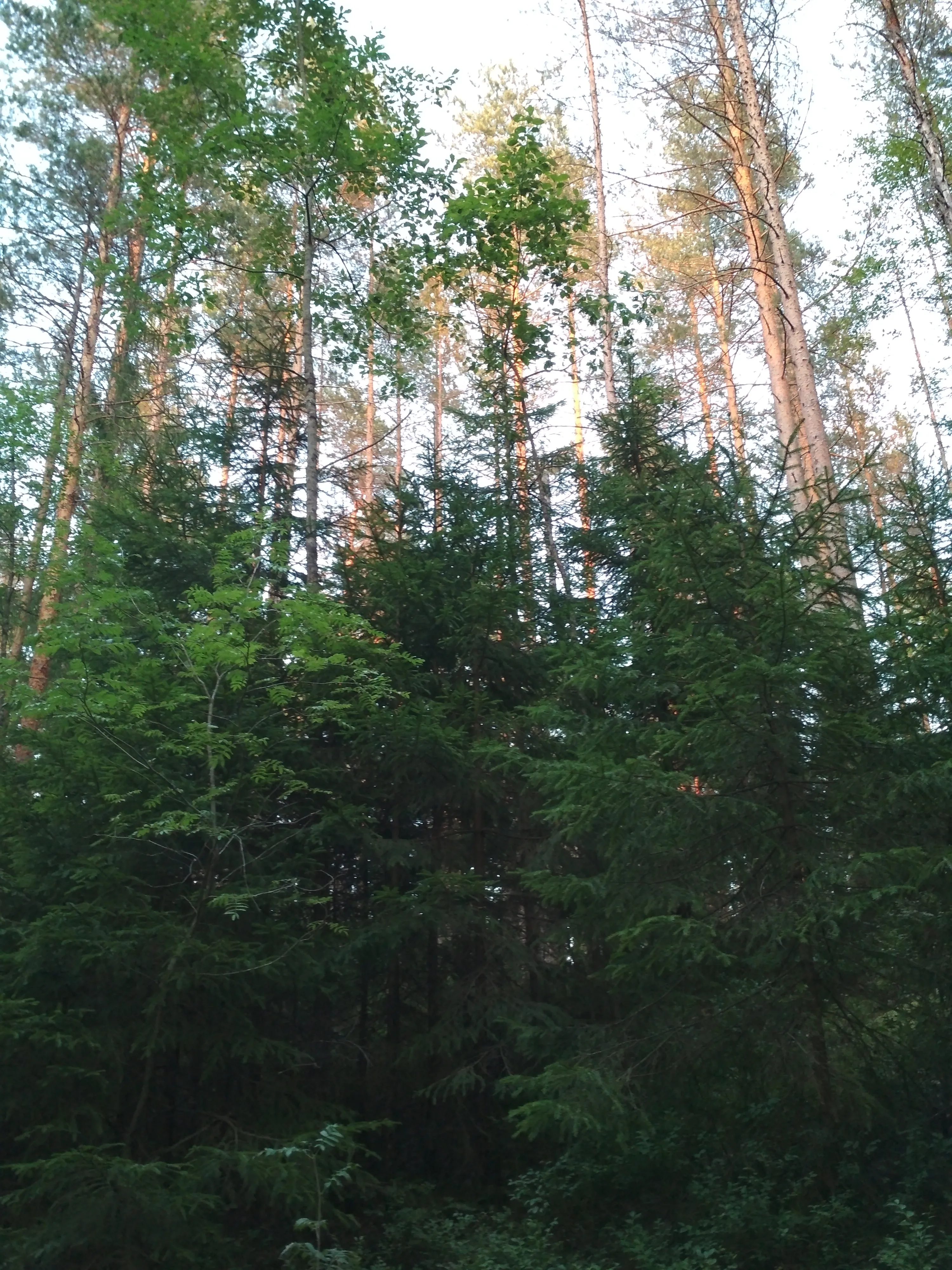 Лемболово #5