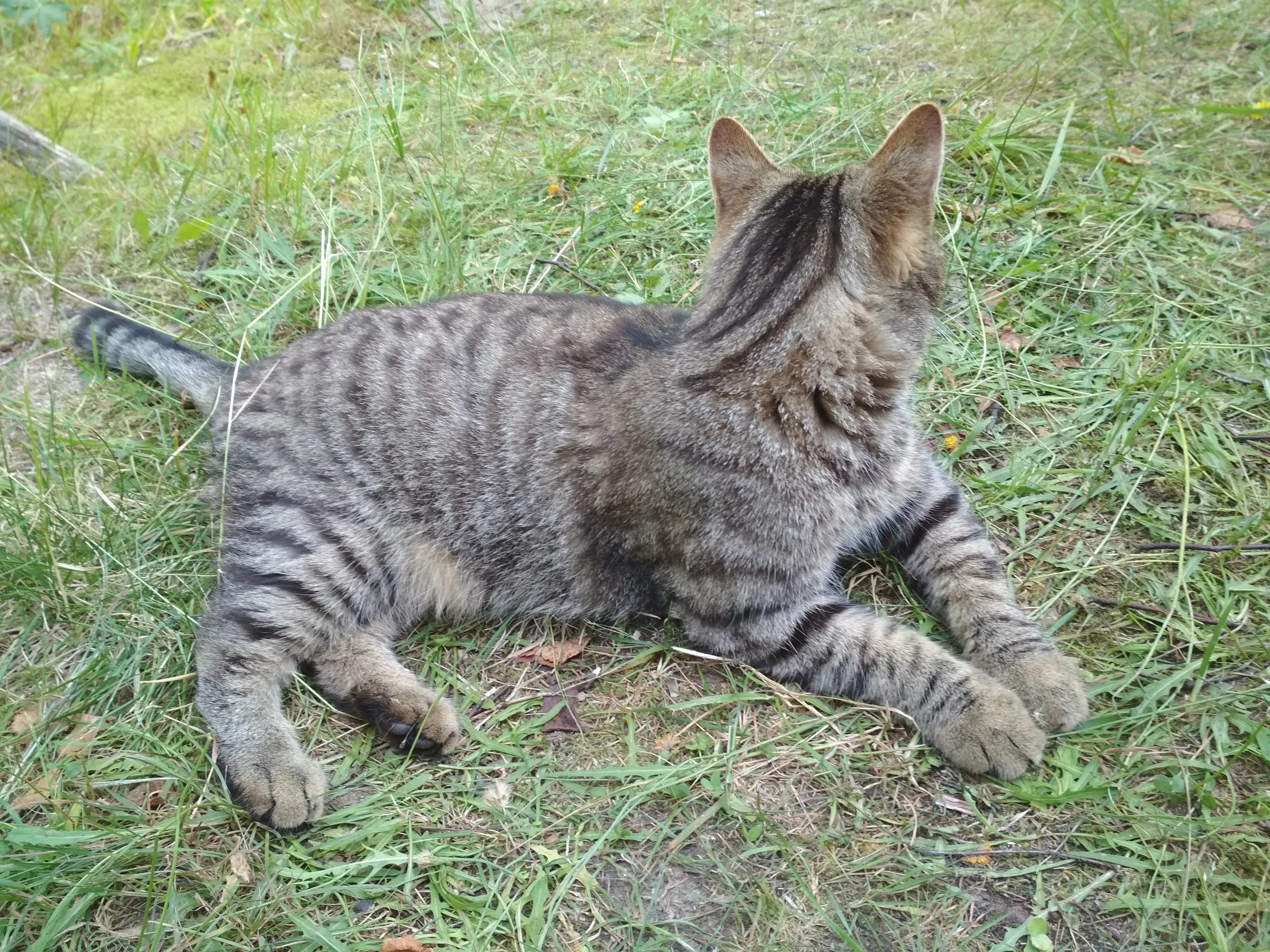 Кот на прокат #10