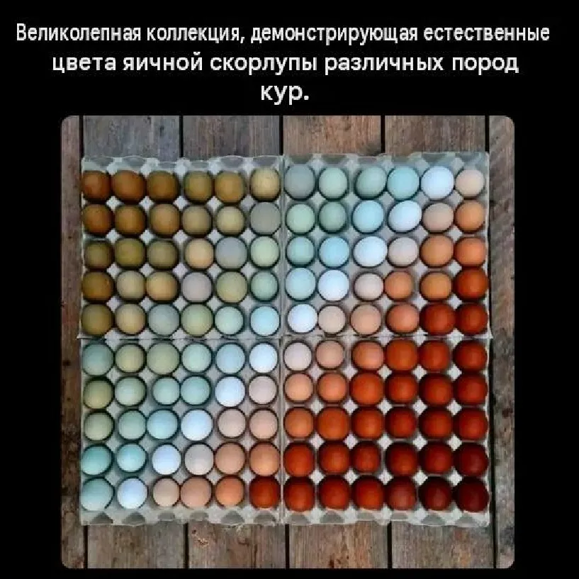 Яичная палитра #1