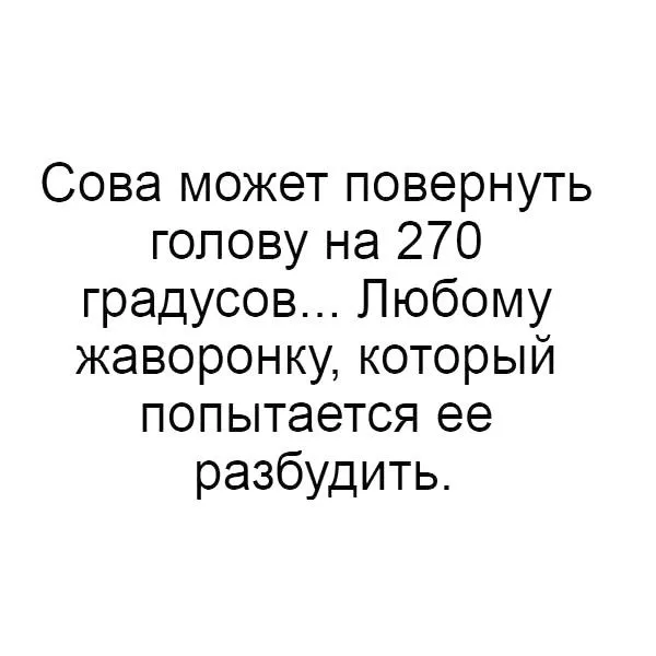 Сова: поворот головы на 270 градусов #2