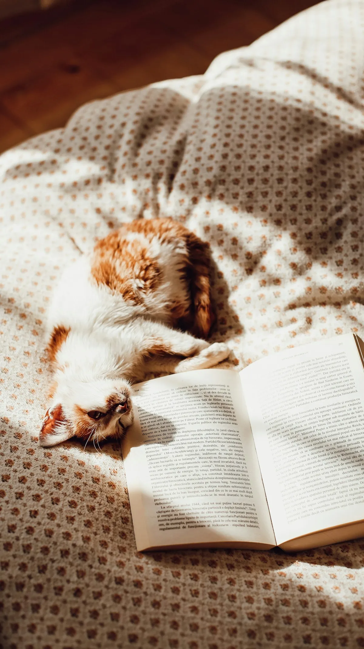 Кот выбрал открытую книгу. Свободного дивана было мало #2