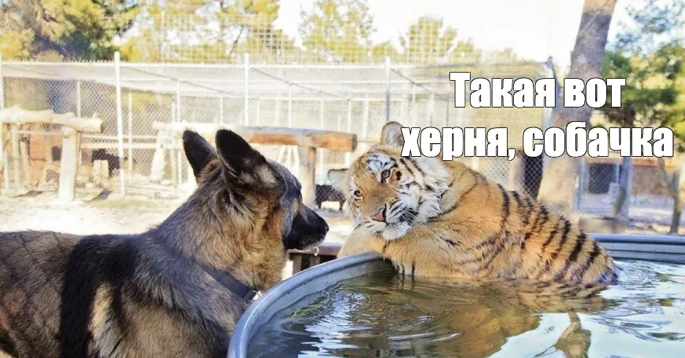 Вот такая вот х***я, собачка #2