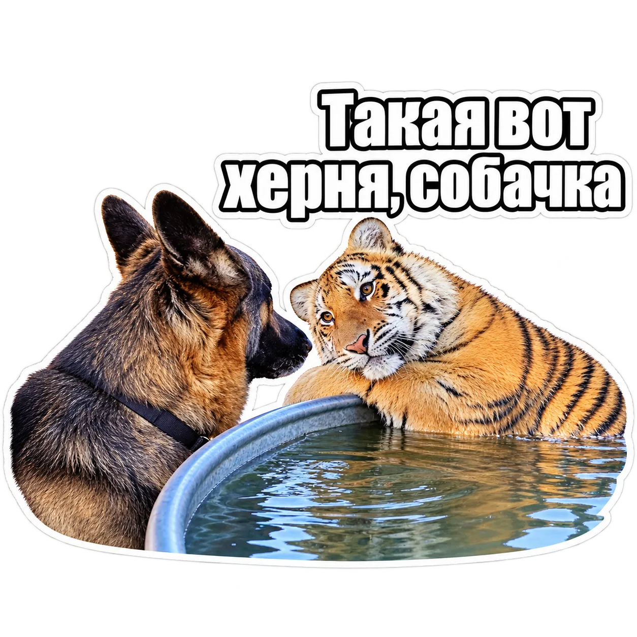 Открываете любой чат в TG, выбираете "стикеры", далее "добавить стикер" и загружаете данный из галереи/файлов. 