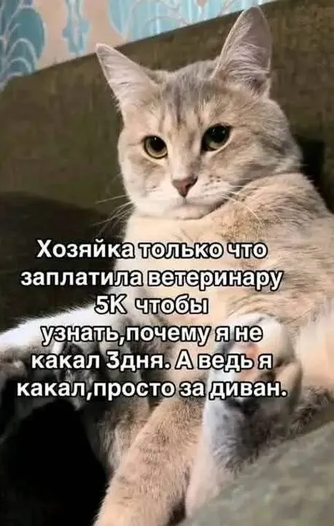 Ветеринар — это тот, кто лечит тех, кто не может сказать, где болит. #2