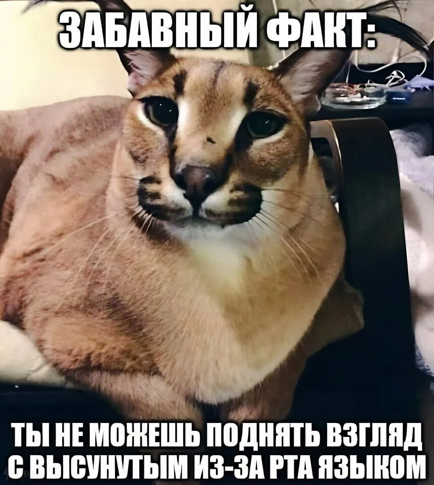 Мемология: LOLcats или Котомемчики #2