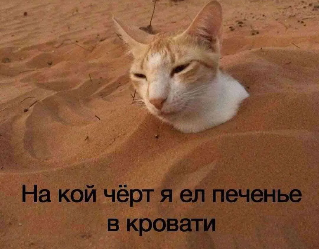 Мемология: LOLcats или Котомемчики #4