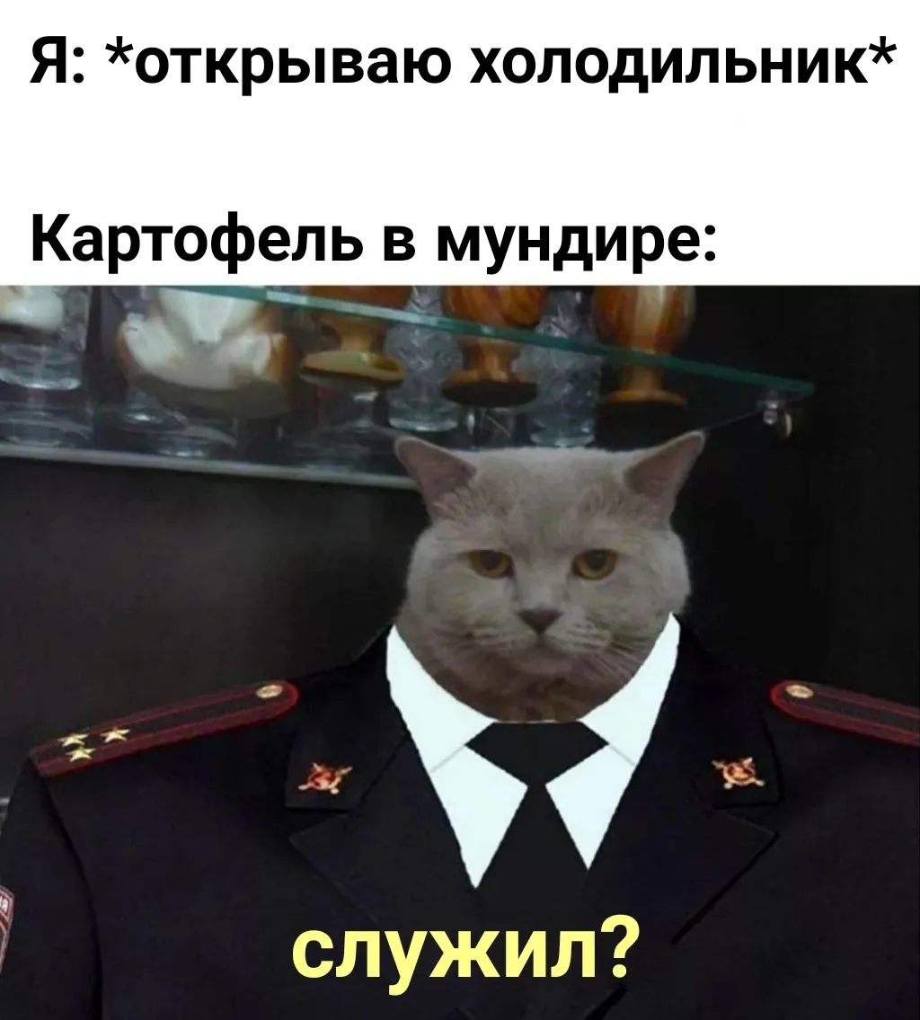 Мемология: LOLcats или Котомемчики #5
