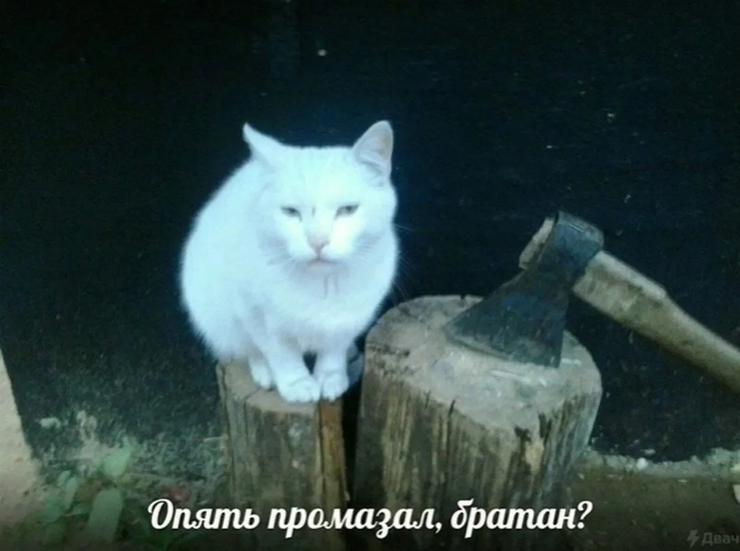 Мемология: LOLcats или Котомемчики #6
