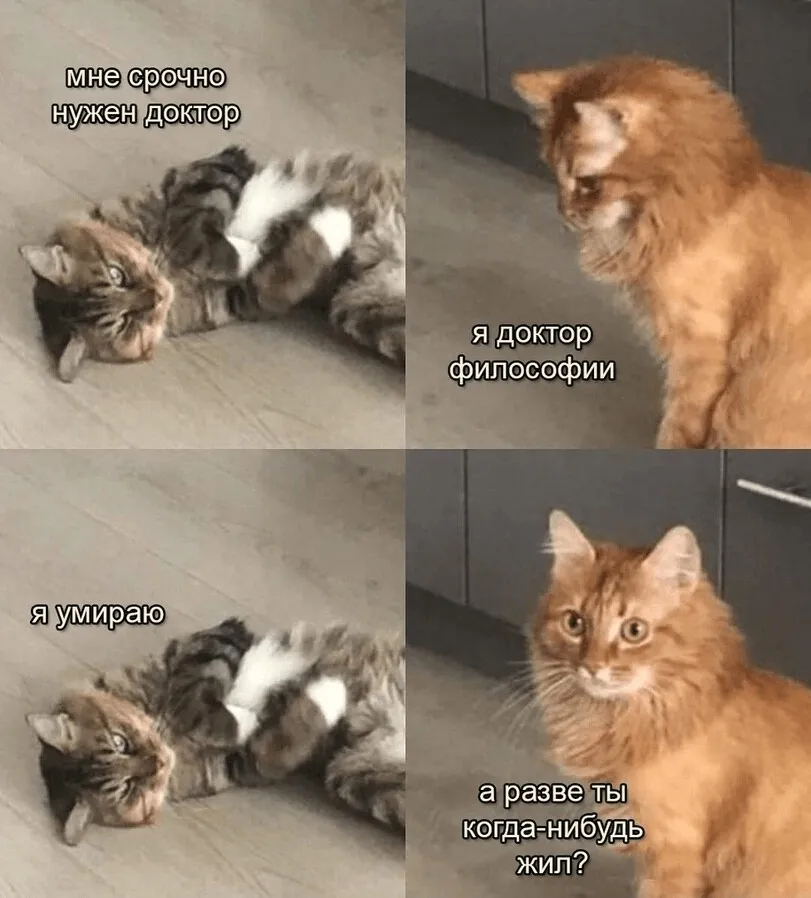Мемология: LOLcats или Котомемчики #7