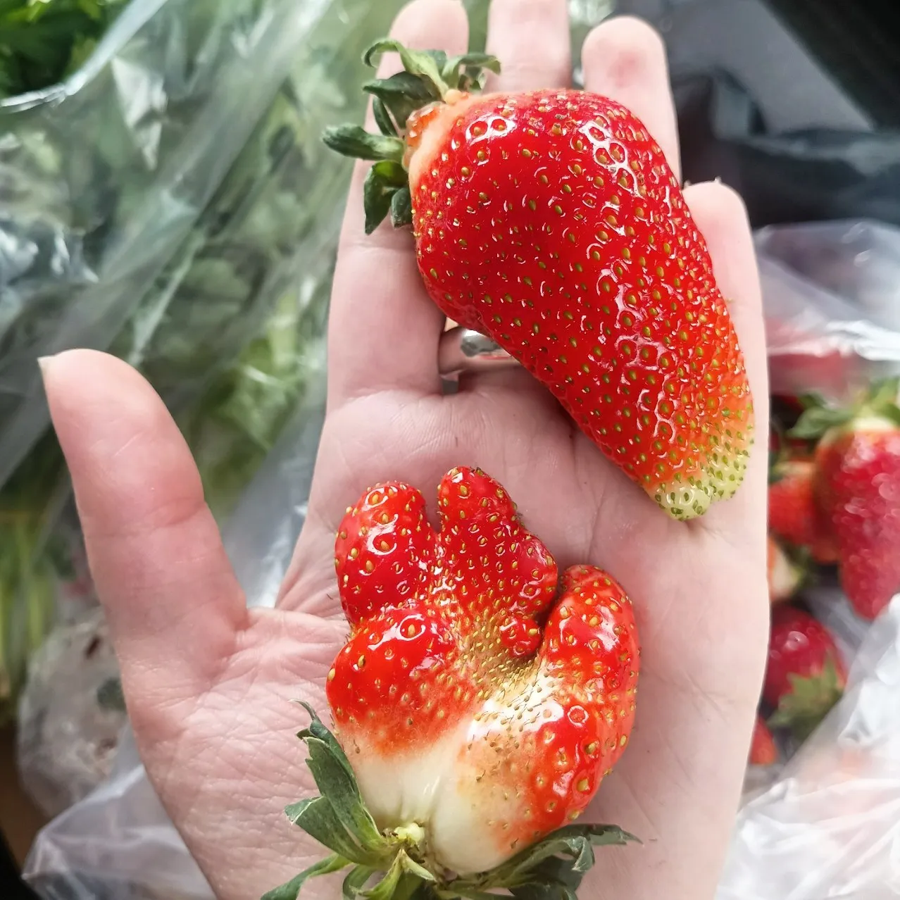 Teenage mutant ninja strawberries 😂 #2