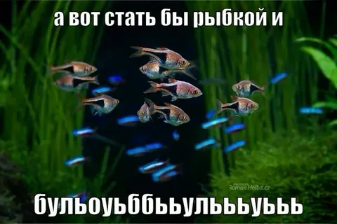 Шуточку хотели? #2