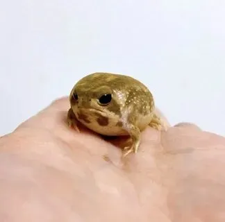 Среда, чуваки!  #2