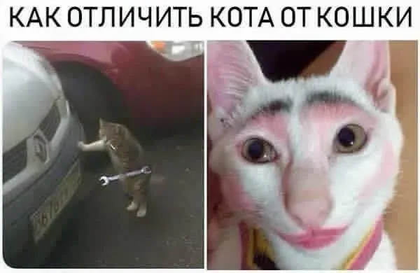Как определить пол кошочки #2