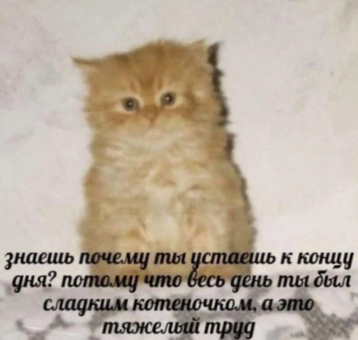 Спокойных снов, котеночки! 😘 #1