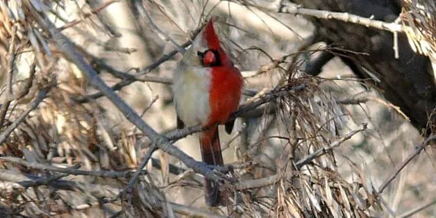 Билатеральный гинандроморф! #5