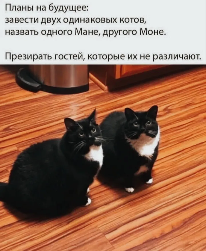 Мане, Моне и великая путаница: Введение. #2
